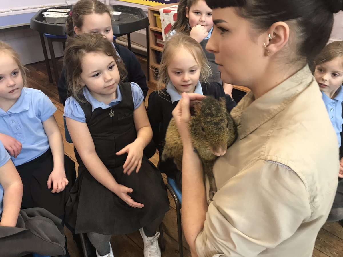 darrenlas's tweet photo. Dosbarth 1 welcomed some visitors from @aandsanimals into our class this afternoon. We were all enthralled and met animals we had never heard of before. We had a brilliant time. #immersiondays #clawspawsandwhiskers https://t.co/fBJrMcPVYo