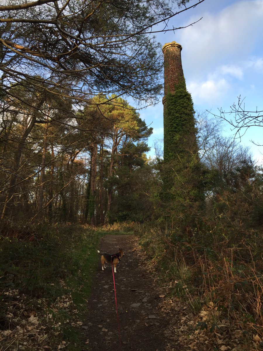 EsikElwood's tweet photo. Another lead mines walk with the beast! The area around Helen’s tower was used as a training ground before the Somme so it’s nice to see it marked in remembrance by visitors. #SommeHertiage #Newtownards #HelensTower #dogwalking https://t.co/GqUJq3wd2g