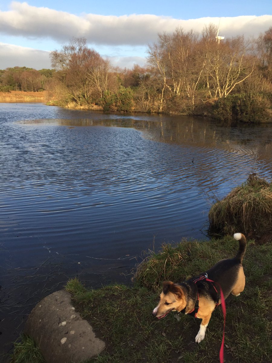 EsikElwood's tweet photo. Another lead mines walk with the beast! The area around Helen’s tower was used as a training ground before the Somme so it’s nice to see it marked in remembrance by visitors. #SommeHertiage #Newtownards #HelensTower #dogwalking https://t.co/GqUJq3wd2g