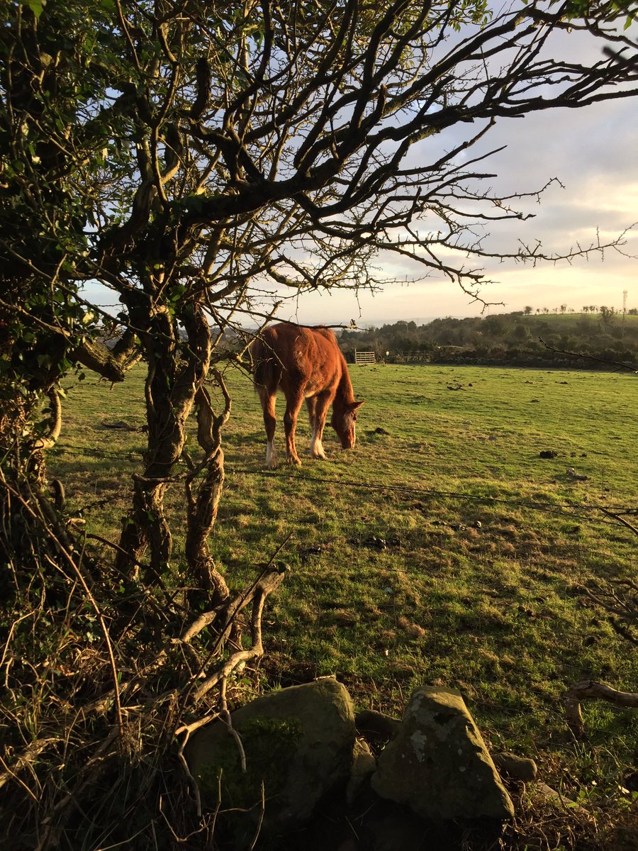 EsikElwood's tweet photo. Another lead mines walk with the beast! The area around Helen’s tower was used as a training ground before the Somme so it’s nice to see it marked in remembrance by visitors. #SommeHertiage #Newtownards #HelensTower #dogwalking https://t.co/GqUJq3wd2g