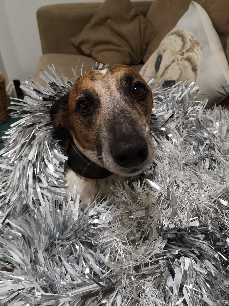 CaspertheDog6's tweet photo. I miss Christmas! https://t.co/f7PX4ywi59