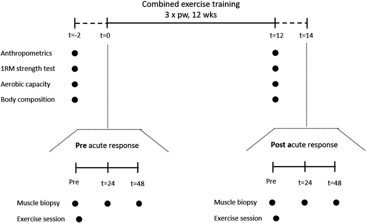 'Prolonged exercise training improves the acute type II muscle fibre satellite cell response in healthy older men' from <a href="/macgparise/">Gianni Parise</a> <a href="/McMasterU/">McMaster University</a> <a href="/MacKinesiology/">McMaster Kinesiology</a> <a href="/McMaster_PACE/">McMaster PACE</a> <a href="/McMasterScience/">McMaster Faculty of Science</a> buff.ly/2F1xNGd