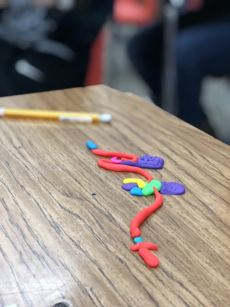 emilyjkhaley's tweet photo. Canine digestive anatomy going down today. 🐶🐶 #teachag #cchs #restoretheroar #woodburyffa https://t.co/1QPhkggL9v