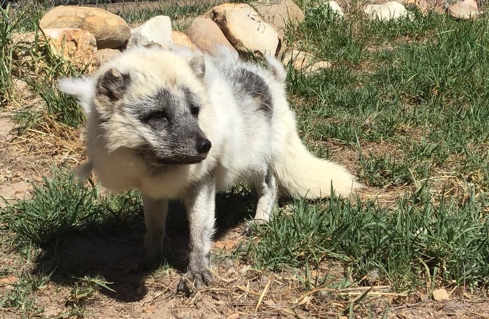Animal Sanctuary @Butterfly World tweet media