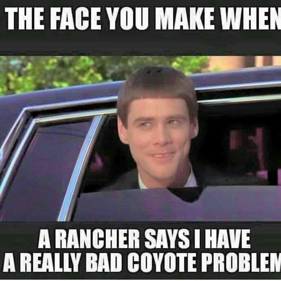MilnerMerchant's tweet photo. #CoyoteTrapping #CoyoteHunting #hunting #fishing #MilnerTrapper #TrappingLife #Trapping https://t.co/dUDQR5c2pM
