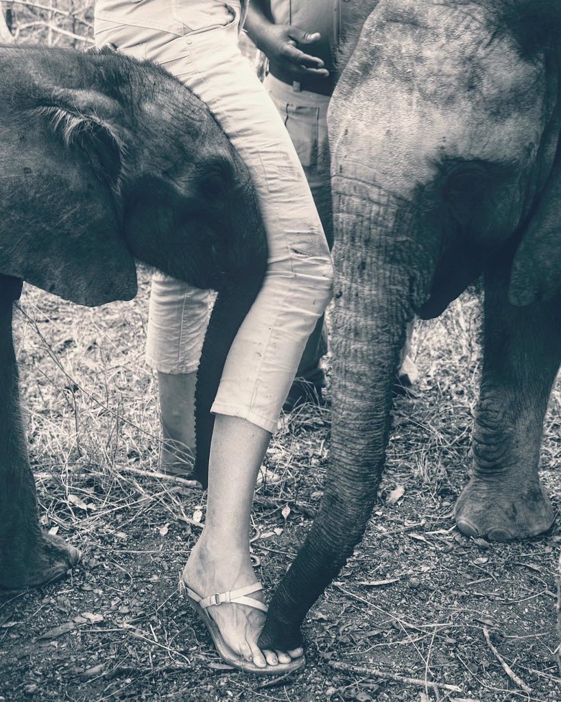 #Motherhood🧡

@AdineRoode captured in the lovely words & photo by @TamlinWightman of @RelaisChateauxA 

#southafrica  #wildlifeconservation #conservation #hoedspruit #elephantconservation #elephant #babyelephant #elephantcalf #blackandwhitephotography 
#everysingleelephantcounts
