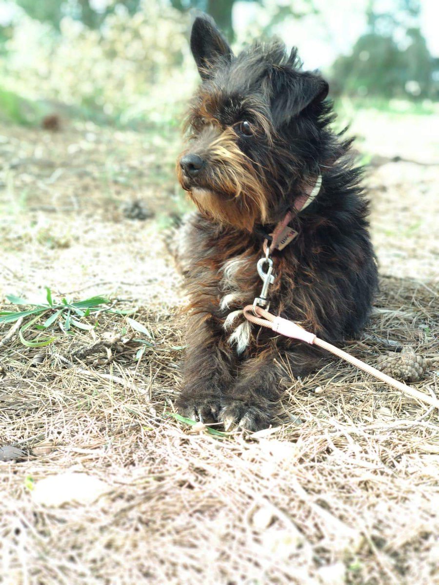 Mara_Kute's tweet photo. ⚠️ATENCIÓN⚠️
#Tarragona 
📌Perrita de talla pequeña #Busca una Familia 
📌Ha sido maltratada 
☎️647 25 21 77
⚠️URGENTE⚠️ https://t.co/bzZTMEKuFc
