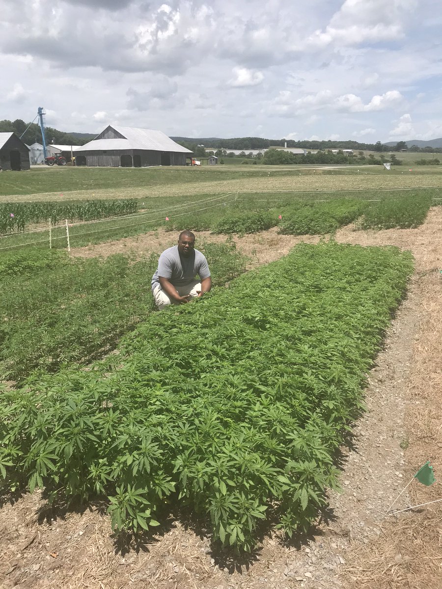 ThatDudeBari's tweet photo. I am now the first African American male on the east coast with a master’s degree in plant science with a focus in hemp (cannabis) production for fiber, seed, and medicinal purposes. Anything is possible as long as you have God on your side 💯 https://t.co/WCmCcblDVR
