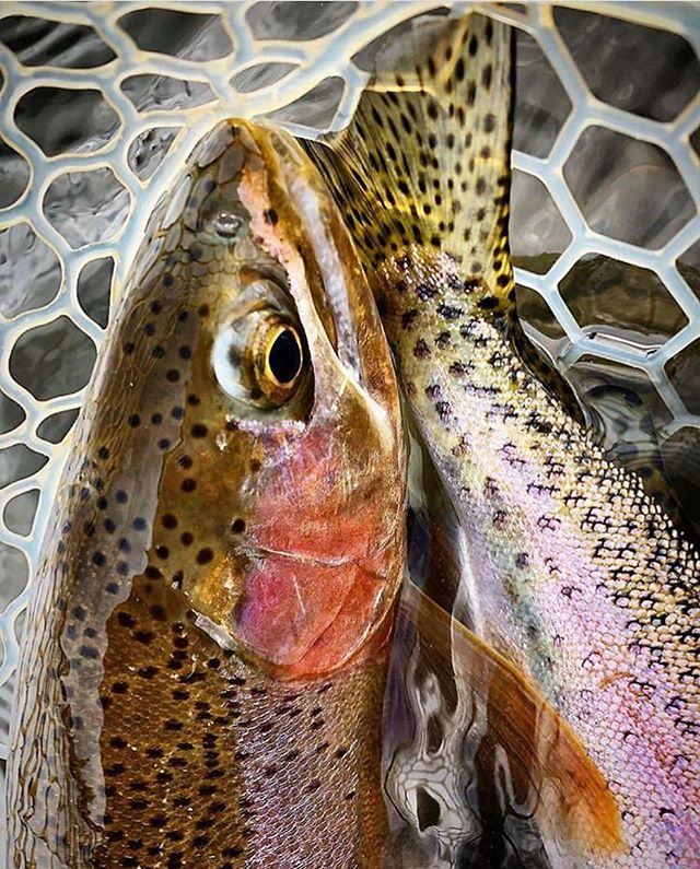 Heads or tails jake__lee___ always seems to win 💰🏆👌 Use the hashtag to show us your best shots #north40flyshop

#getoutside #doubledown #rainbow #rainbowtrout #wildernessculture #winter #flyfishing #thetugisthedrug #tightlines