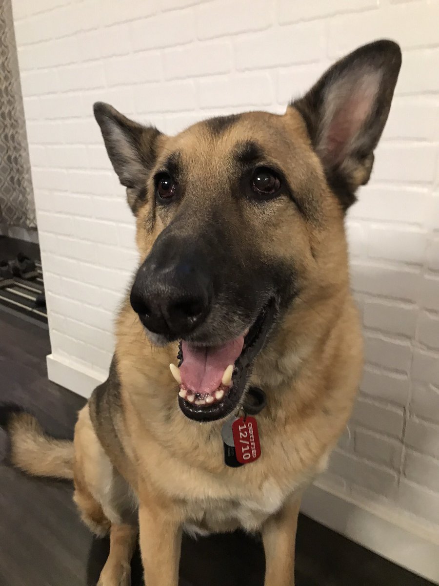 DoggosNeedFence's tweet photo. @HBO https://t.co/nnNVL8SSEb