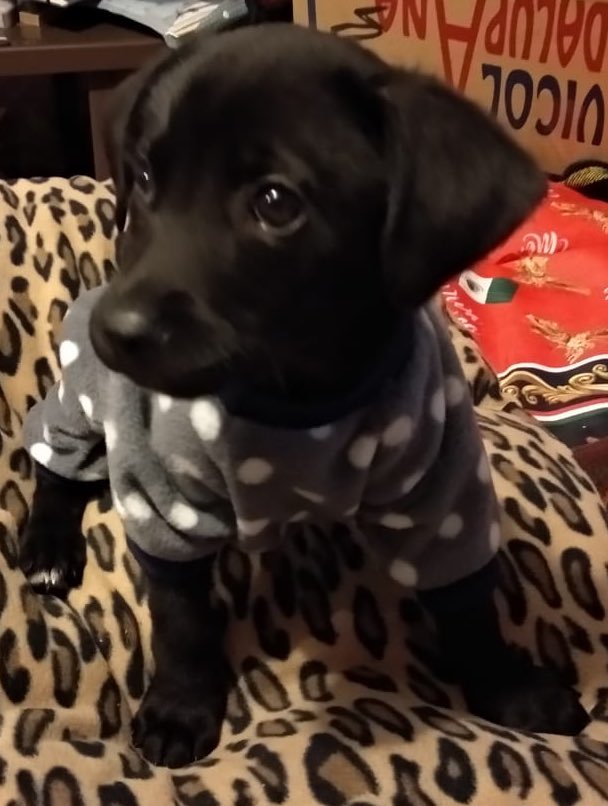 AdoptameNaucal1's tweet photo. Soy BRUNO! Me dejaron solo por ahí en una cajita pero @LilianaGarHer y @renatopecas me adoptaron para cambiar mi vida! Y ahora soy muy feliz en familia 😘 feliz tarde a todos! https://t.co/zwTYjQofs2