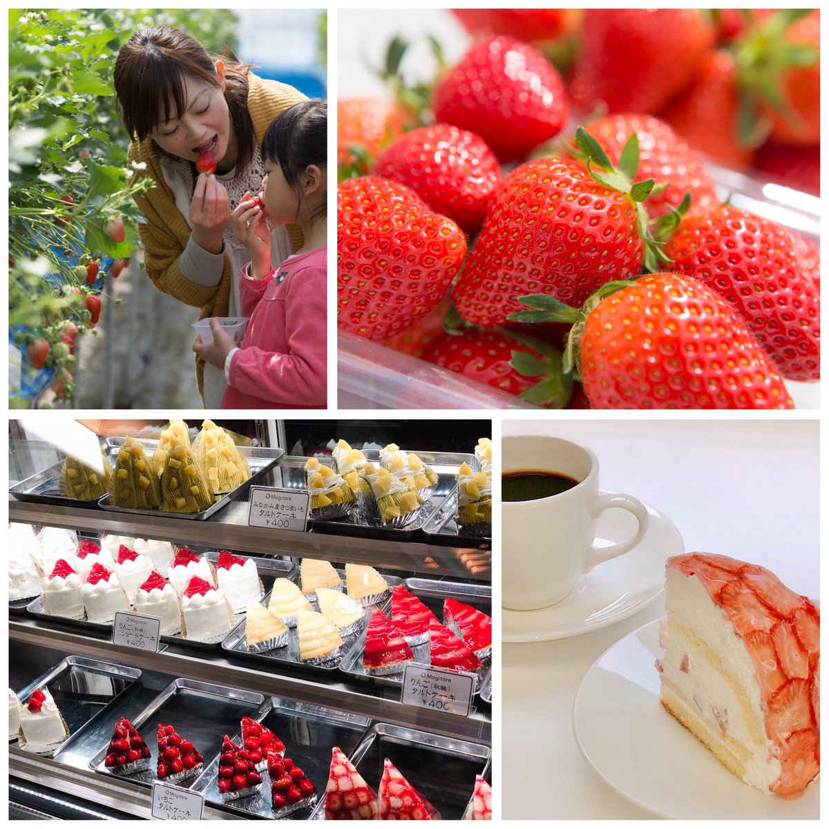 Mogitore 1月16日 水 本日のくだもの狩りは いちご狩り です 無くなり次第終了となります 本日のおすすめ いちご狩り30分食べ放題に 自家製スイーツとドリンクが付いたスイーツセット みなかみフルーツランド モギトーレ Mogitore Minakami