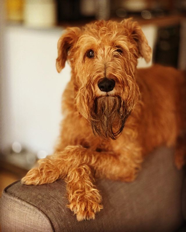 GuyStock's tweet photo. Norah #crossedpaws #dogspaws #irishterrier #irishterriers #dogsofinstagram #dogsonsofas #Norah https://t.co/tLDo68aif6 https://t.co/MFzKbrrY0C