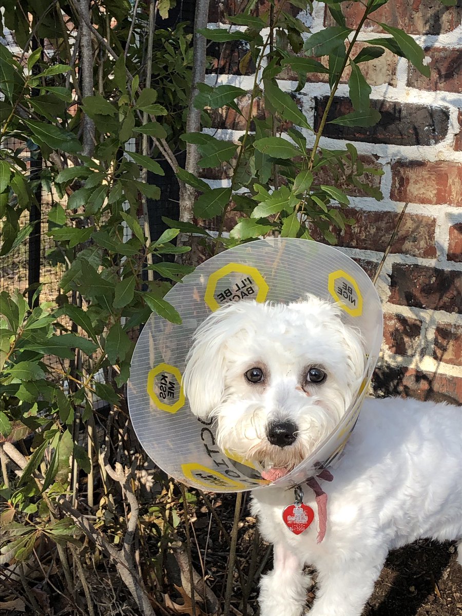 dog depressed wearing cone