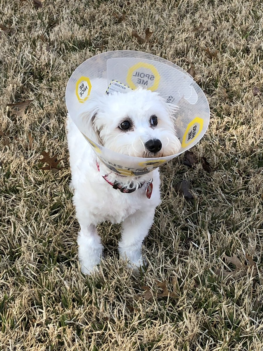 dog depressed wearing cone