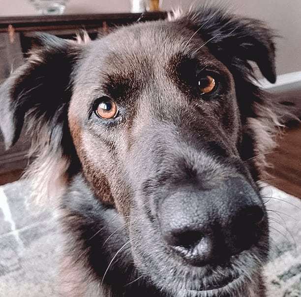 barkwithsam's tweet photo. Look into my eyes π what do you see?
.
.
.
.
#gsdofinstagram #gsdloverss #pupsofgold #dogsdaily #fluffydogs #samthemutt #windsorbarks #dofsofwindsor https://t.co/32Umpn7eAW https://t.co/3YHvKO57ue