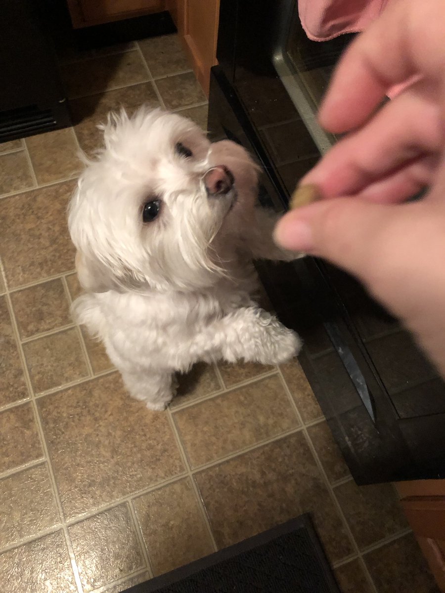 lovetoread423's tweet image. This crazy ass dog will take a “treat” (which is her food) and spit it out when she realizes it’s not a treat. WTF?!? #EatTheDamnFood #DivaDog #Maltese