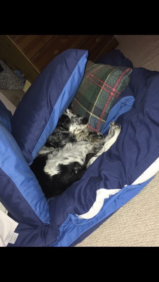 Vegan_earper's tweet photo. @emtothea my dog is getting better after being diagnosed with pancreatitis, she’ll never be 100% but she’s no longer slow or sulky, just happy and playful☺️❤️ https://t.co/mlx96T6i78