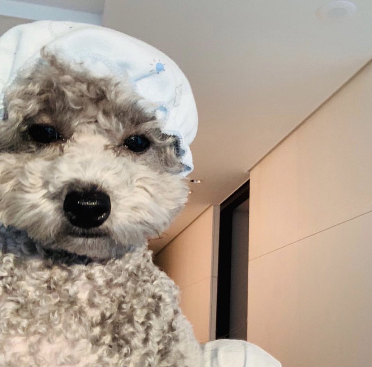 profanyties801's tweet image. Victims of love 😂
#TiffanyYoung #BestSoloBreakout #iHeartAwards @tiffanyyoung