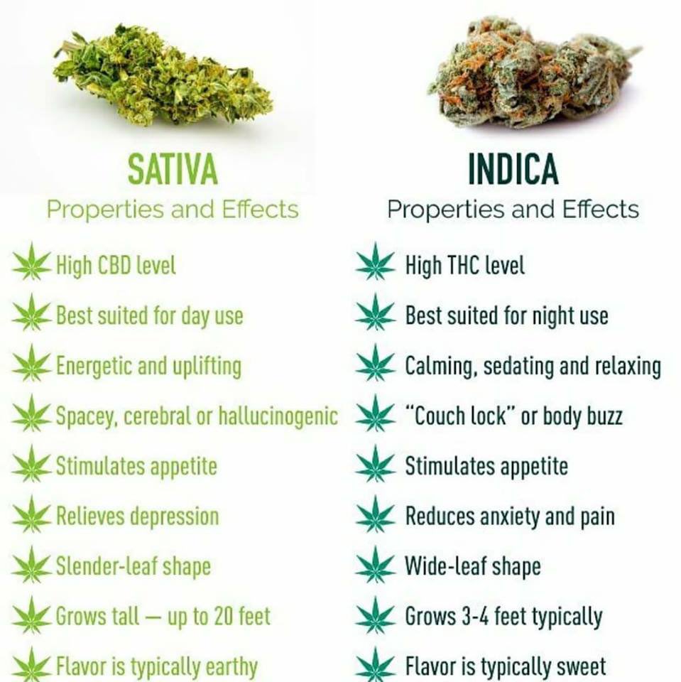 cloudponics's tweet image. Sativa, Indica or Hybrid? What’s your favourite strain of #cannabis
•
•
•
#Cloudponics #LedGrown #GrowYourOwn #LegalCannabis #MarijuanaCulture #HydroponicsSystem #cannabisgrow #cannabisoil #marijuana #thc #cbd #dispensarylife #medicinalmarijuana #medicinalcannabis