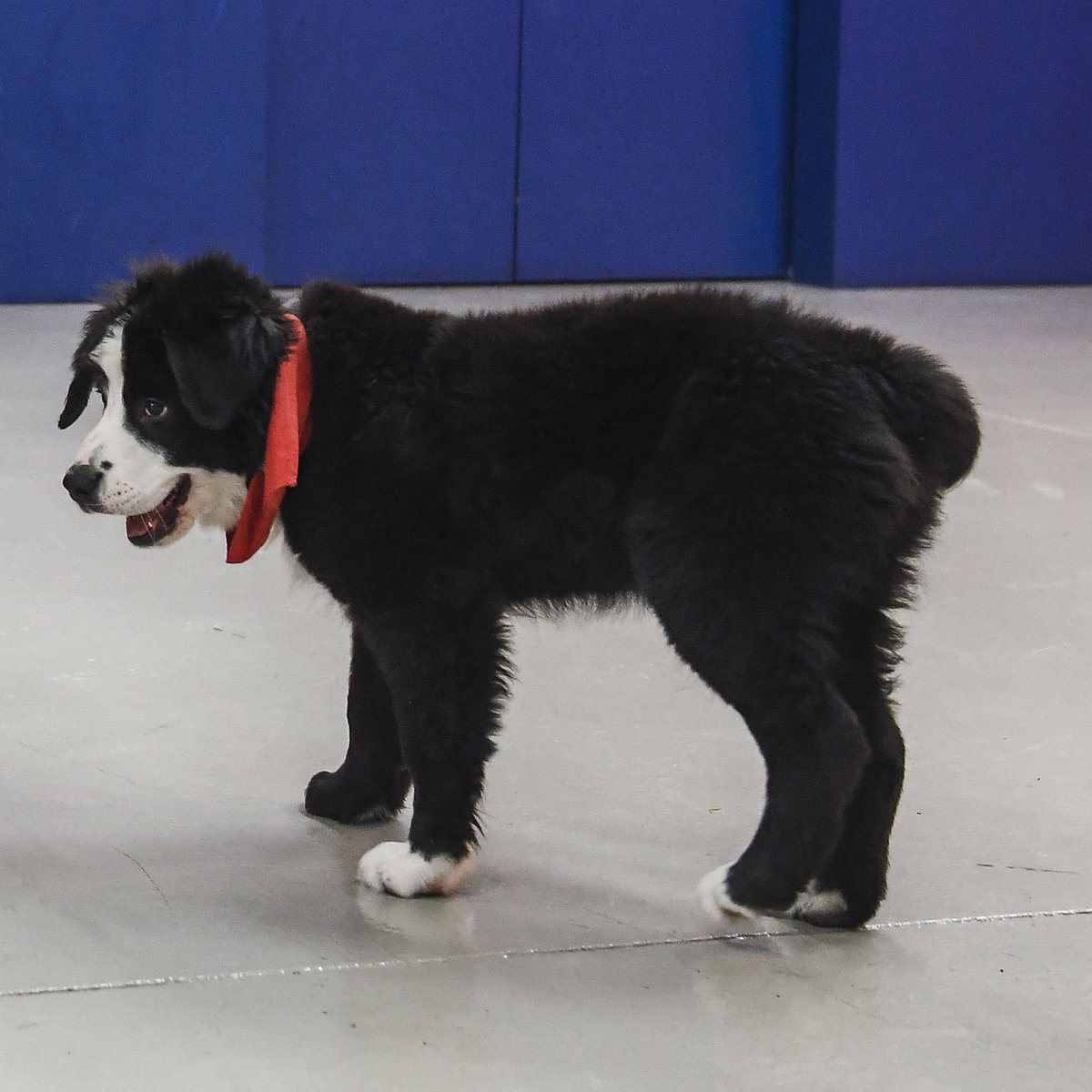 «On m'avait dit qu'il y aurait des "Cats" ce soir?»

"I heard there would be Cats?"

#GoHabsGo