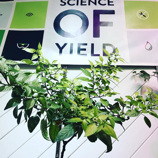 Pulled a Jamaican yellow mushroom pepper out of our aquaponics system and transplanted to soil. #aquaponics #pepper bit.ly/2FigDDj