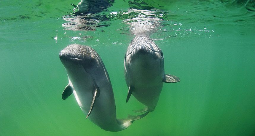 MissionBlue: Just breathe. A new study has showed researchers that by counting harbor porpoises breaths can reveal the animals metabolism. buff.ly/2UL8PiM #OceanOptimism 

via ScienceNews