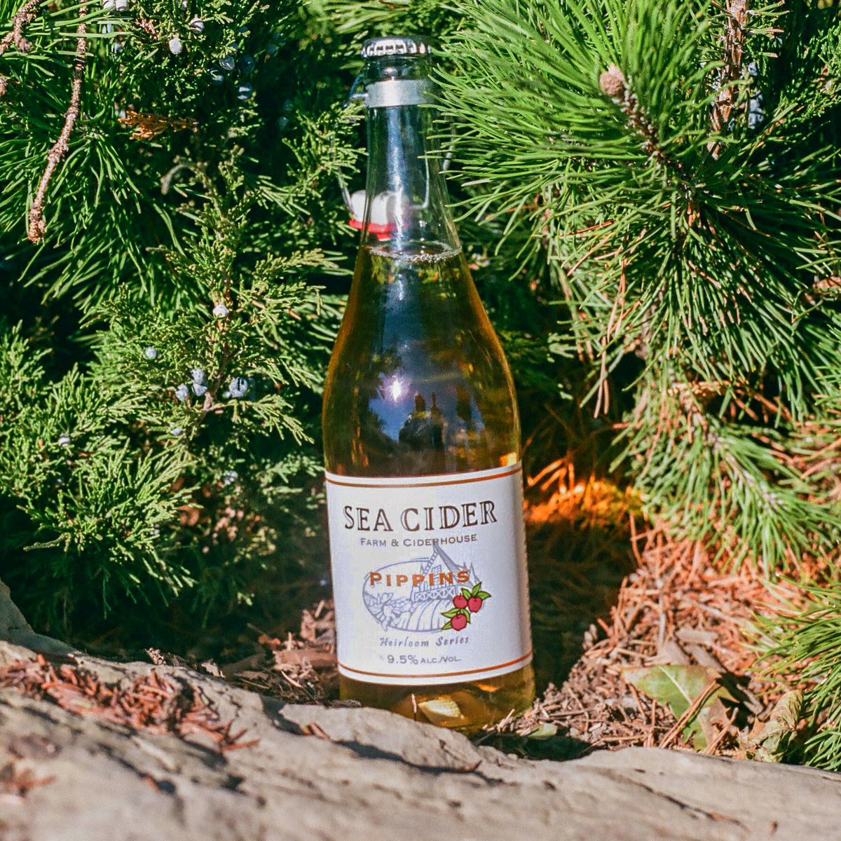 WineAllianceyyc's tweet photo. Pippins from Sea Cider Farm &amp; Ciderhouse will pair perfectly with everything from steak and salad to spicy curries! 
Come try some at the Alberta Food and Beverage Expo in Lethbridge on January 19th.
#seaciderhouse #tryit https://t.co/ijpsnHR5a6
