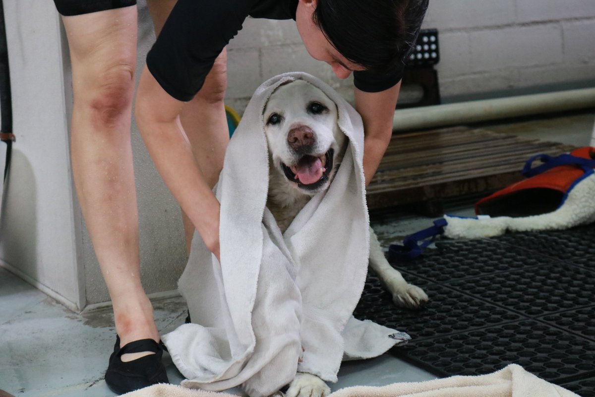 2hnds4pwsrehab's tweet photo. Who said getting dried off wasn't fun?! #twohandsfourpaws #funswim #hydrotherapy #swimminglesson https://t.co/ZdOCiPyq4Z