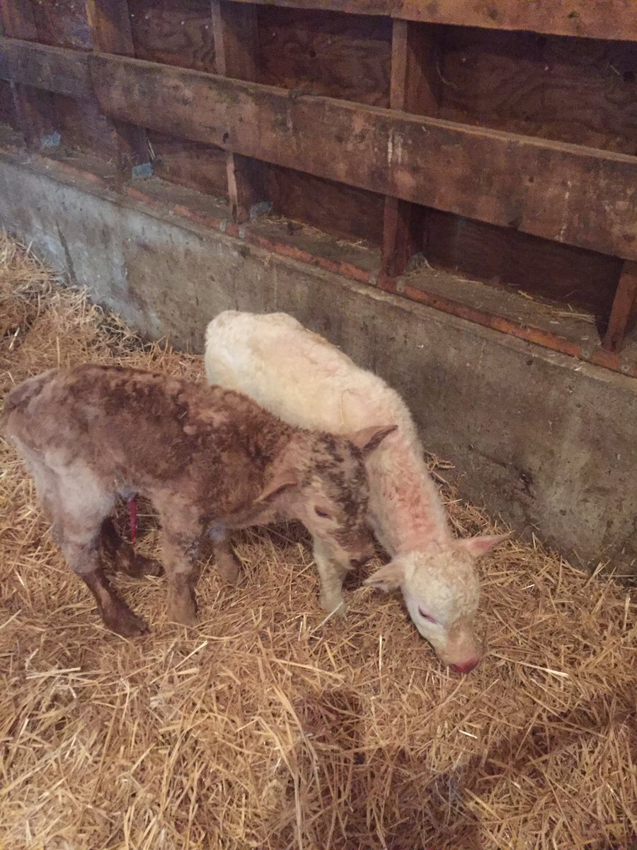 Gotta love twins.   At least the bigger white one is the bull