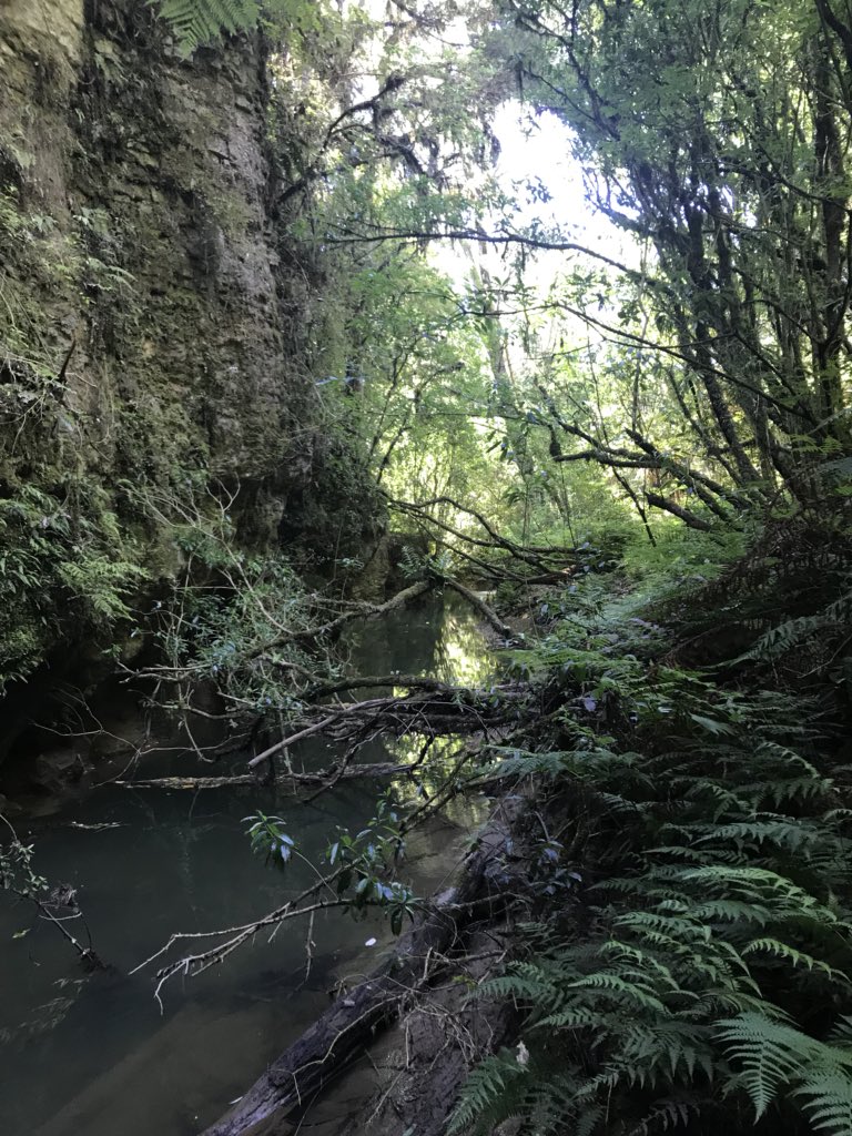 MrsSaelens's tweet photo. Famous Waitomo glowworm caves#Glowworm#limestonestructures#undergroundcaverns https://t.co/YZUpfXZmk8