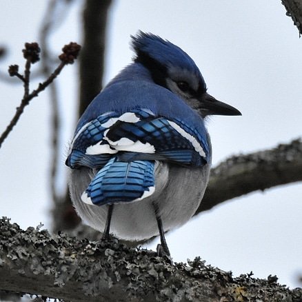 Spinthemap's tweet image. A pop of color on a grey winter's day! #BlueJays #nature #birdphotography #birding @VisitNovaScotia
