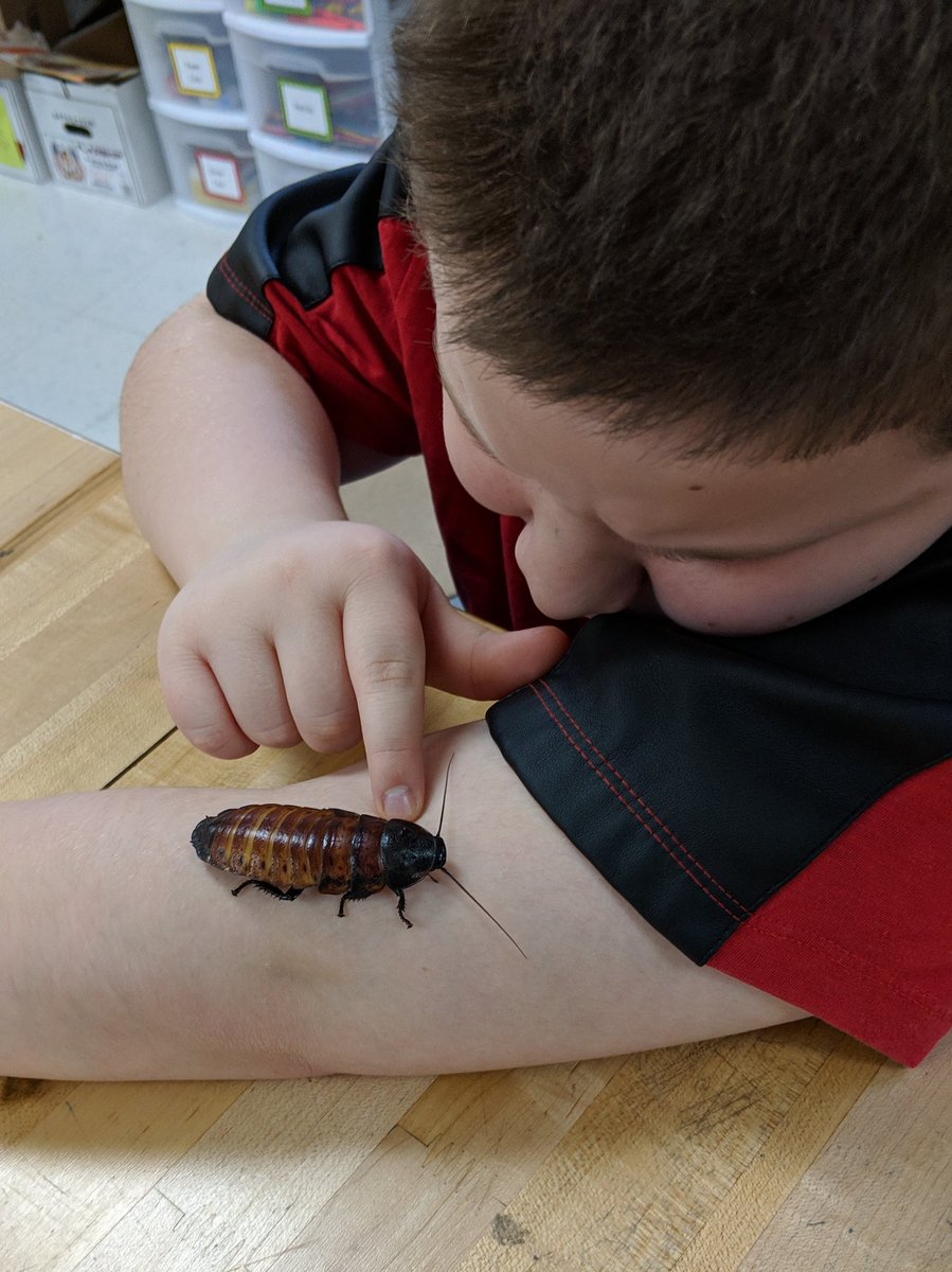 BTopink's tweet photo. Kids and classroom pets, perfect together! @MillstoneElemen #proud2bmillstone https://t.co/JCxW9NwvoU