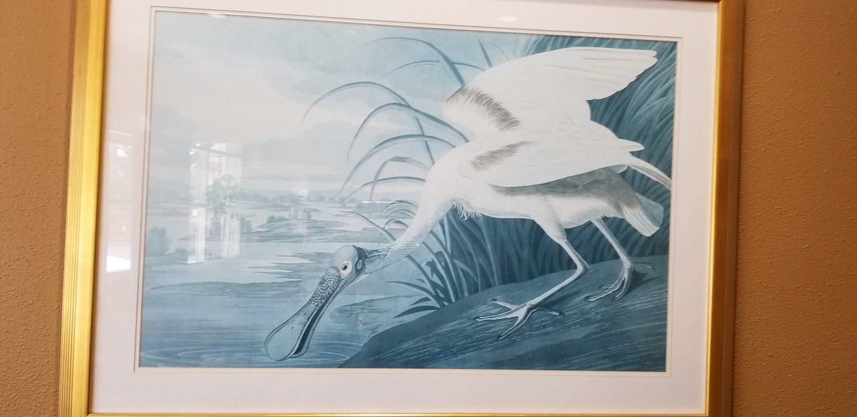 RyanSKeller's tweet photo. Nice #birdart in the Rosen Center Hotel in Orlando. #conferencebirding https://t.co/cBpFuxZ0uT