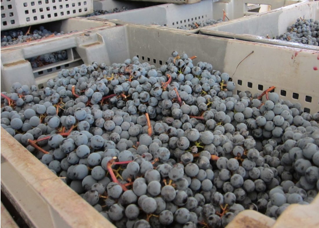The Wine Treasury tweet media