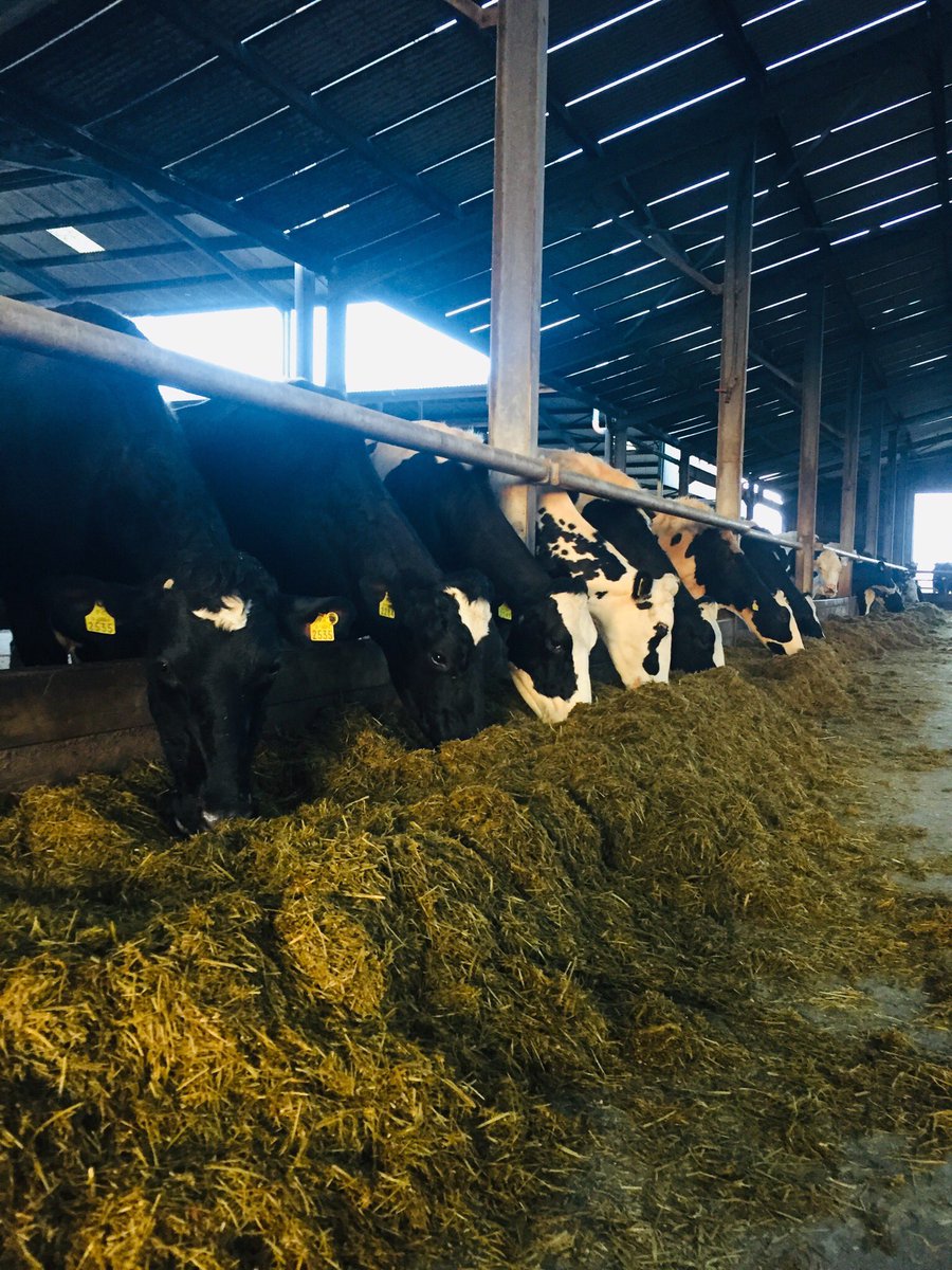 Trial farm, monitoring selenium levels in the silage through the use of Goulding’s selenium fertiliser #teamdairy #fertiliser #selenium #healthycows