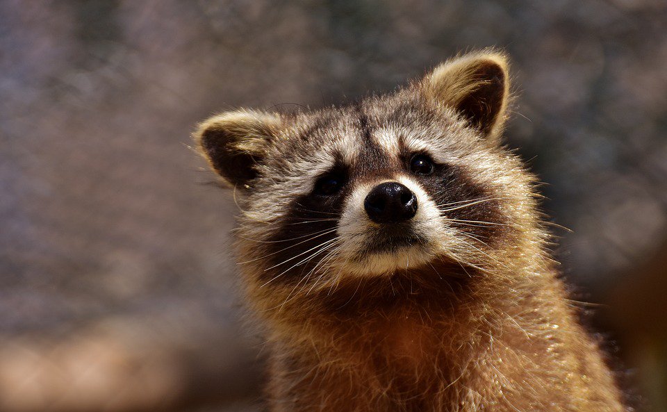 SpecializedPaL's tweet photo. For safe, effective wildlife management, call Specialized Pest Control &amp; Lawn Care. Whether you have a bat in the attic, a🦝raccoon in your garage, a squirrel infestation or other wild animal problems;☎call us to remove these unwanted visitors! https://t.co/EiWxckODXo