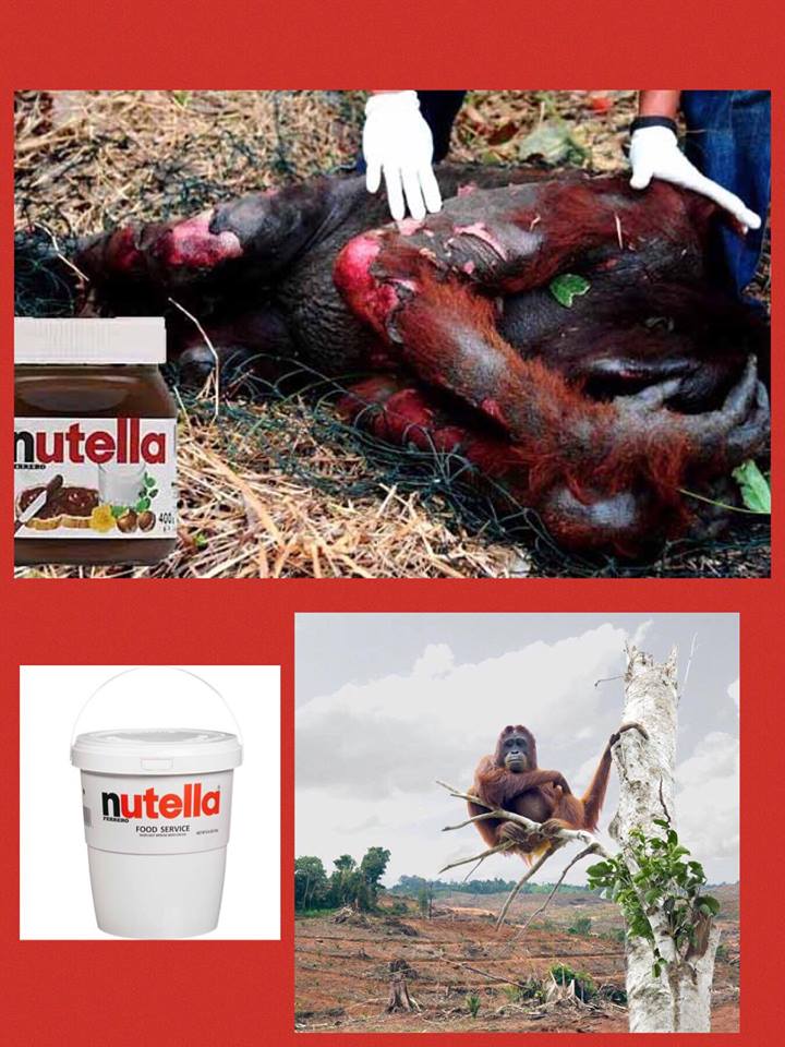 ⁉️⁉️Deforestation is occurring at an alarming rate yet Costco Wholesale is now selling a 105.6 ounce (6.6 lb) BUCKET of Nutella!  #glutonny, #moralobligation, @NutellaGlobal