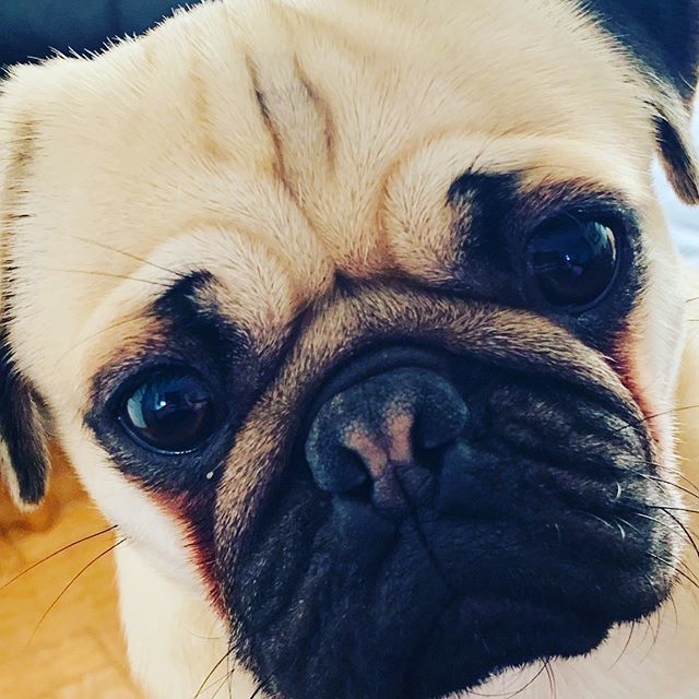 tailored_hound's tweet photo. #harrison_the__pug #pug He is such a lovely little thing. Loves cuddles and food! #dogsofinstagram #pugsoftheday #pugsofinstagram #pugs #puglife #dog #dogcollars #thetailoredhound #bandana #bowties #giftsfordogs #dogsofinstaworld https://t.co/BNuKiiavpb https://t.co/v0WEjljPXT