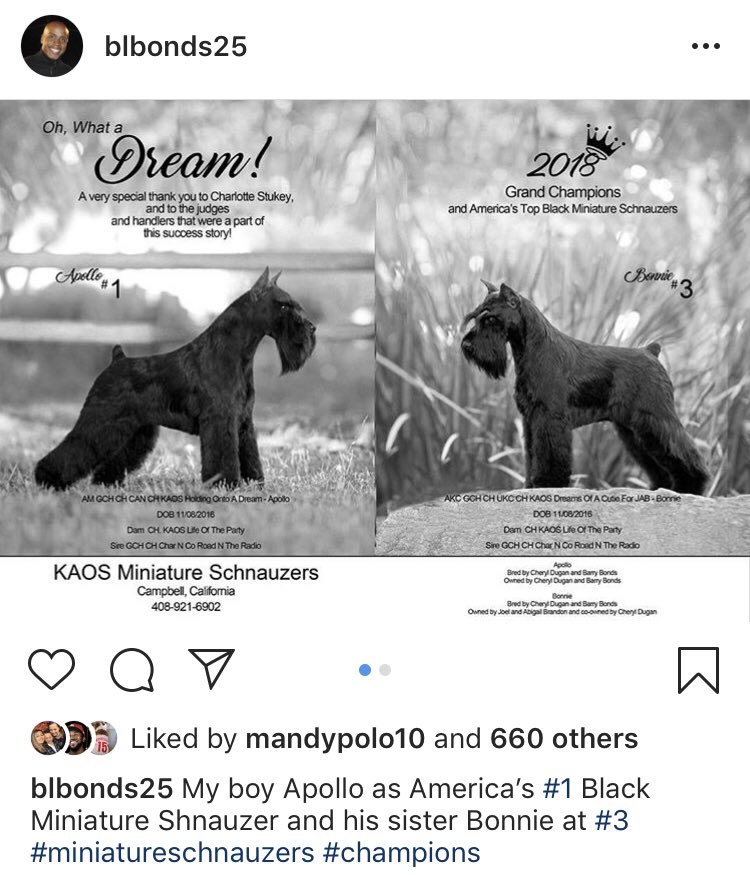 kaos miniature schnauzers