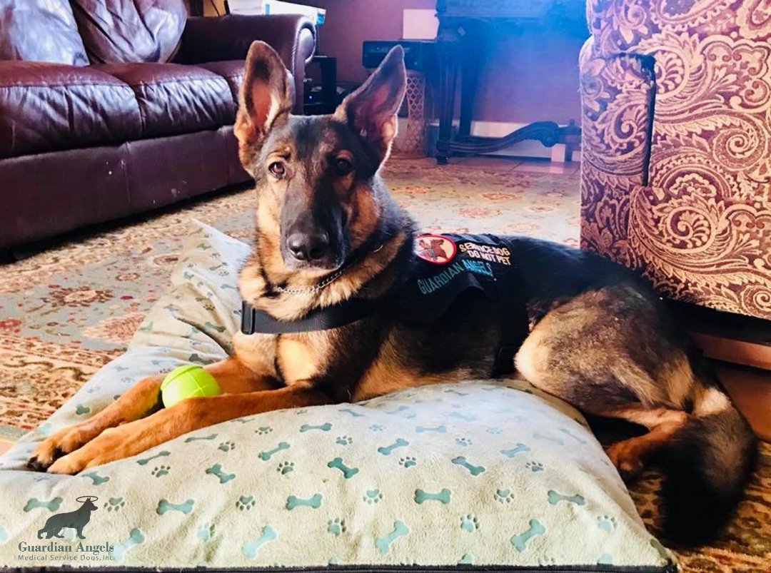 MediServiceDogs's tweet photo. "Rhino has broken every seizure related fall, and I haven’t required any stitches since I’ve had him! I was averaging 2 trips a month to the ER for stitches from falling during seizures before that. Such a blessing"
-Recipient, Gina💙🐾
#Love #Family #GSD #ServiceDogs https://t.co/RMWLjwq1F8