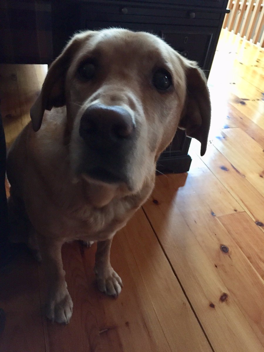 melindamlee's tweet photo. When this appears at your desk for post-snoozle snuggles, you oblige. π #homeofficewin https://t.co/1CKUae2Yw8