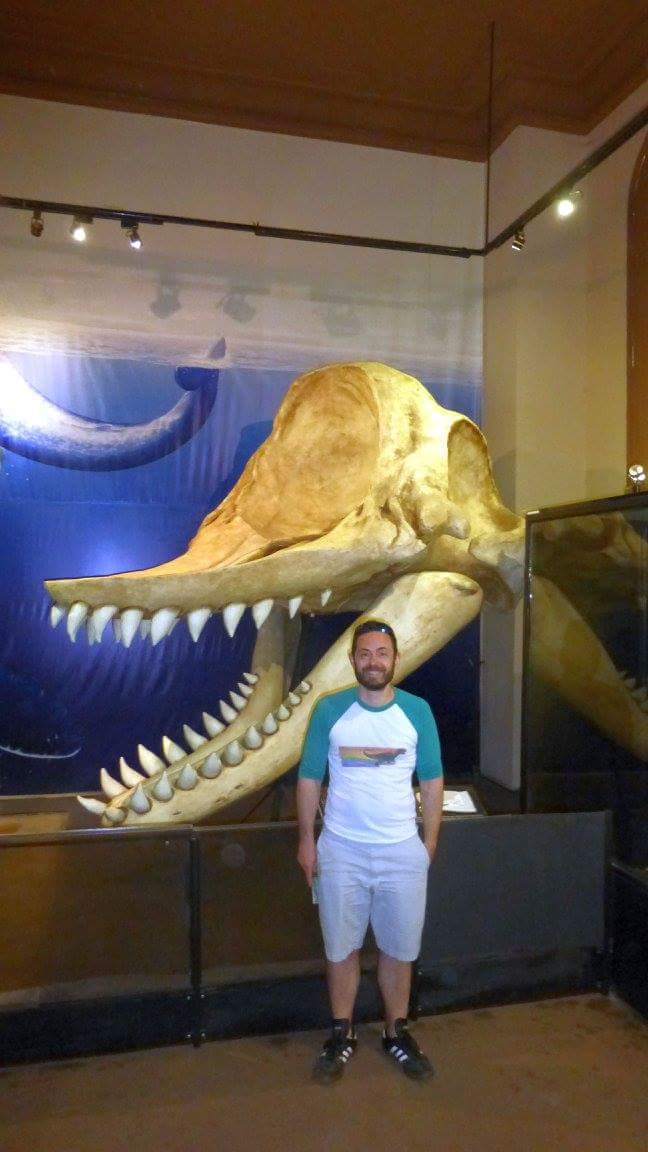 Megalodon versus Livyatan melvillei | The World of Animals