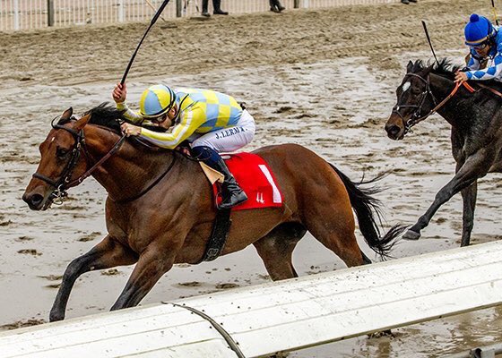 Congratulations to @JeromeLermyte on winning the Woodchopper Stakes at Fairgrounds USA wearing our Corsa Light race boots! 🏆🥇👏🏻🍀