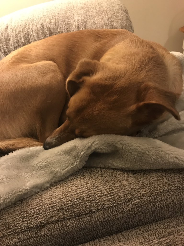 andyelleray's tweet image. Me and Rusty watching the Chelsea boys v Spurs tonight, he’s given his opinion on VAR....... #spurschelsea