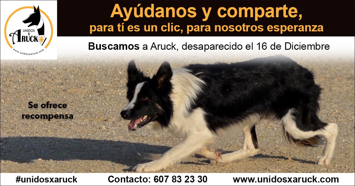 unidosxaruck's tweet photo. Buscamos a Aruck, #unidosxaruck, el perro que ha unido en su busca a personas muy diferentes. Su familia le está esperando desde el 16 de diciembre. https://t.co/yauBIXPtM8 ¿Te unes? Por favor ayuda con un retweet! https://t.co/fgrX51cEPk