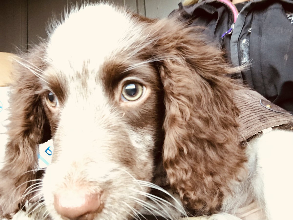 dogplaycreche's tweet photo. OHHH it’s so good to be back and playing with all our dog friends! 😍 Look at this little face we’ve had in to cuddle this week. Everyone meet Hobbit ♥️ #spanielpup #bestjobever #pupsquad #dogcuddles #thedogplaycentre https://t.co/nYVwKLmlEr