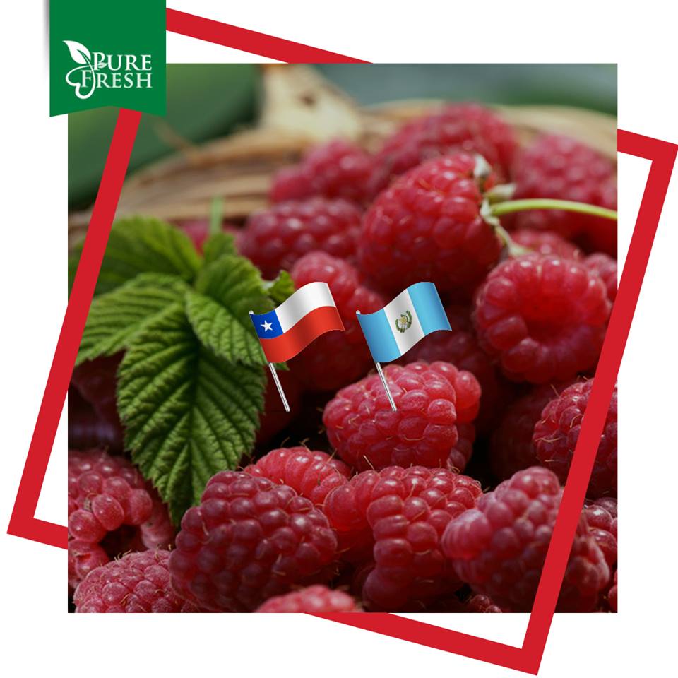 Pure_Fresh_'s tweet photo. Pure Fresh raspberries are grown in the lush, fertile fields of Chile 🇨🇱 and Guatemala🇬🇹! #PureFresh #LoveBerries https://t.co/enOUPhgcqx