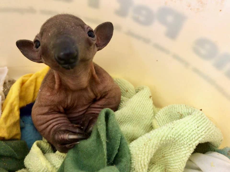 Our baby tamandua is doing his/her best to break the internet with cuteness!!