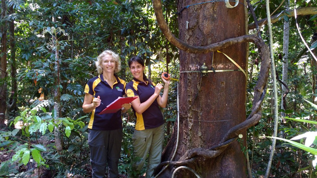 jcu's tweet photo. What happens inside rainforest trees when you subject them to an artificial drought? @davidtng @Deborah_Apgaua 
https://t.co/ftCTwDzn6d https://t.co/hcDookMAdm